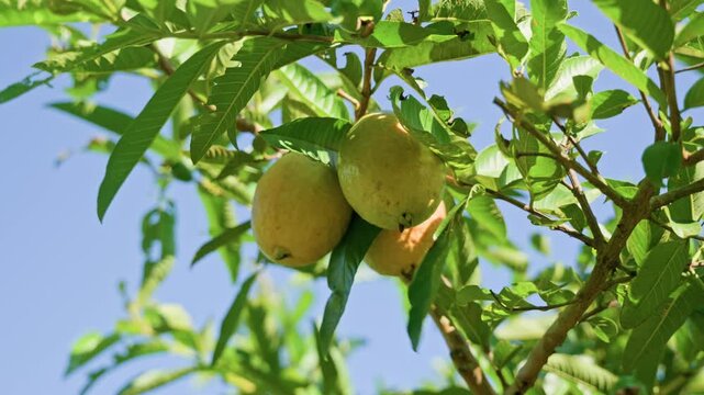 Cinematic close-up of ripe guava fruits hanging from a tropical guava tree under warm natural sunlight. Fresh green leaves gently sway in the breeze against a clear blue sky, showcasing organic farmin
