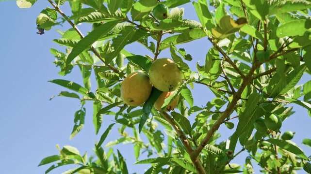 Wide cinematic shot of ripe guava fruits growing on a tropical guava tree under a clear blue sky. Warm sunlight filters through lush green foliage while leaves gently move in the breeze, creating a vi