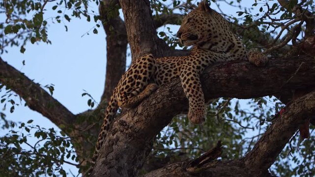 A male leopard (named Tortoise Pan) lying on a branch and scanning his surroundings, Sabi Sands Game Reserve.