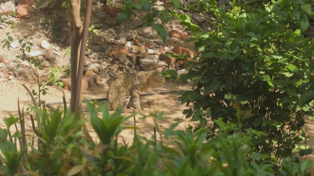 a domestic indian cat resting in backyard of a house