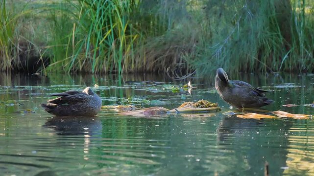 Ducks splashing and cleaning on the water