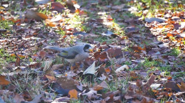 Bird eating bread off the ground with autumn leaves