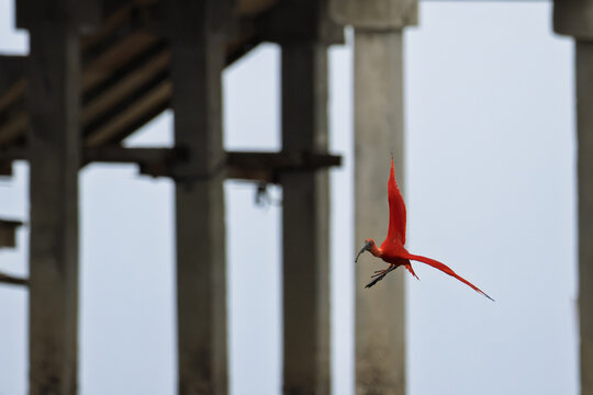 Scarlet Ibis (Eudocimus ruber) foraging with an injured leg at Bangpu, Samut Prakan, Thailand. A resilient exotic bird adapting to wildlife in Southeast Asia.