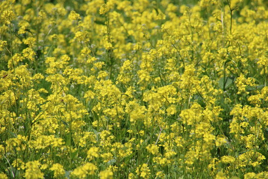Filed Of Rapeseed
