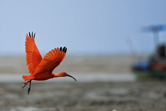 Scarlet Ibis (Eudocimus ruber) foraging with an injured leg at Bangpu, Samut Prakan, Thailand. A resilient exotic bird adapting to wildlife in Southeast Asia.