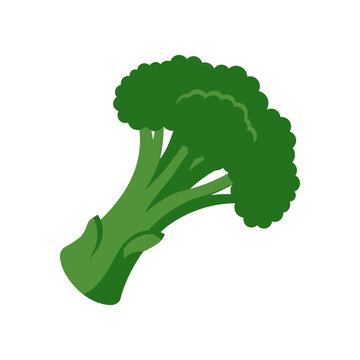 Fresh Green Broccoli Florette Isolated on White Background, Healthy Vegetable Icon
