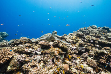 Sea Turtle Resting Among Colorful Coral in Clear Blue Water © Satoshi