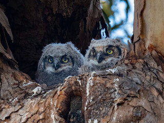 Two great horned owl chicks nestled in a tree cavity © Leon Burda