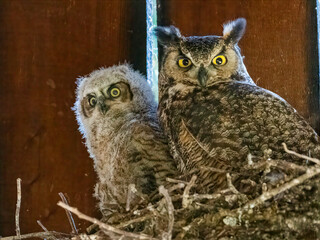Great horned owl adult and chick in nest with alert expressions © Leon Burda