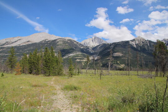 Path In The Meadow, Jasper National Park, Alberta