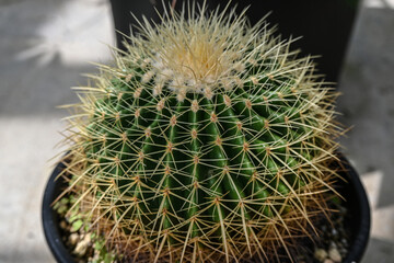 鉢植えで育つ美しい球体サボテンのキンシャチ 多肉植物のテクスチャ素材 © hattey