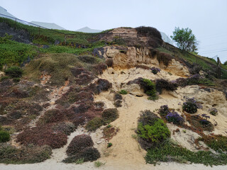 Obraz premium A steep coastal cliff covered with ice plant vegetation and flowers at North Pacific beach in San Diego California under overcast skies