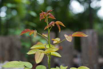 Young shoot of rose plant with reddish new leaves outdoors © Gloream