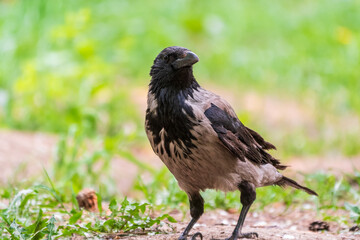 Obraz premium Hooded crow, corvus cornix, standing on the lawn in the spring or summer