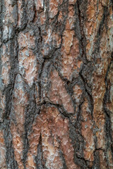 Obraz premium Old wood pine bark texture or background.