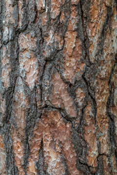 Old wood pine bark texture or background.