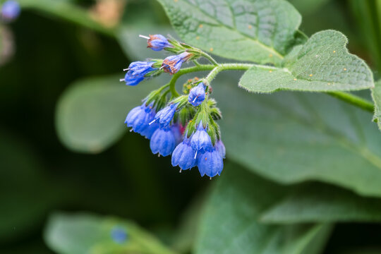 Beautiful blue flowers of Symphytum caucasicum, also known as Caucasian comfrey, blooming in spring park