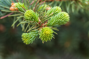Background of green spruce branches with water drops after rain © Dmitrii Potashkin
