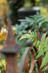Green fern growing on rusted iron cemetery fence © jokuephotography