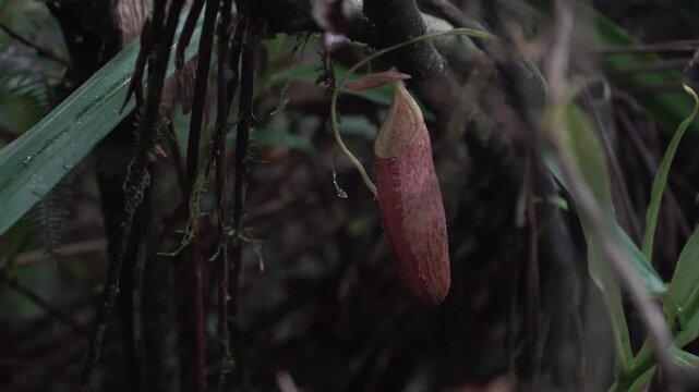 Wild tropical forest pitcher plant flowers 