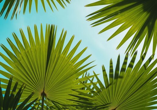 Emerald fronds dance against a vibrant sky.