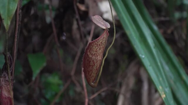 Wild tropical forest pitcher plant flowers 