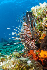 coral reef and fish © Evgenios