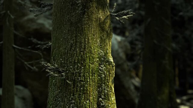 Mysterious atmosphere with snowy branches. Dark and moody forest scene featuring mosscovered trunk and softly illuminated snow dusted branches