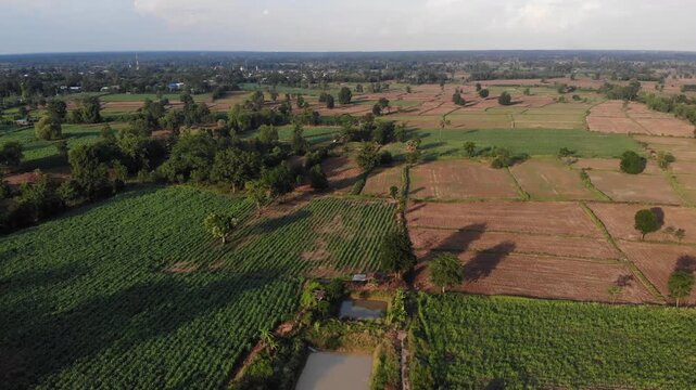 Drone view with the country farm as sugar cane, rubber tree and rice plantation the landscape. View of lush green paddy field and land for growing other plants during the  growing season in Thailand.
