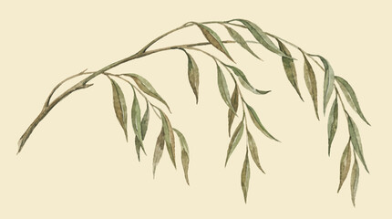 Hand Painted Willow Branch Watercolor Vector © Bima