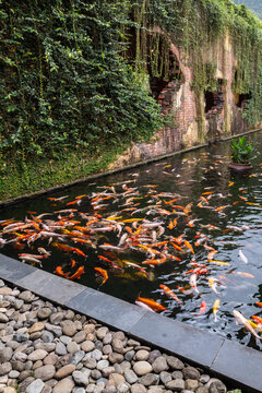 Colorful Koi Fish Swimming in a Tranquil Garden Pond - vertical