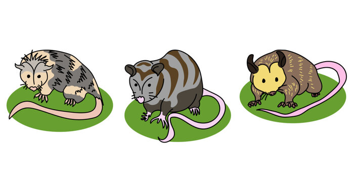 set of cute hand draw opossums in various poses, isolated vector illustration