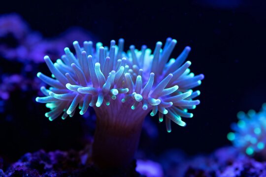 Bioluminescent coral polyps glowing under blue light in an aquarium setting