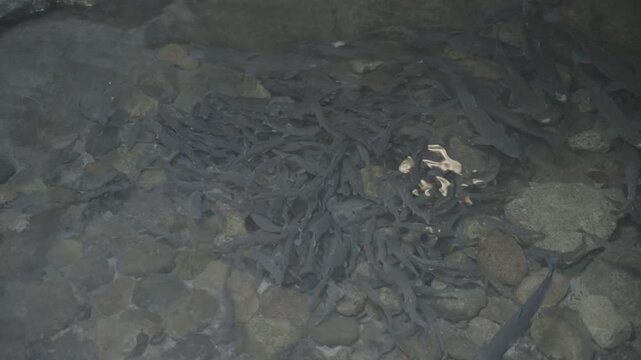 日本の原風景 澄んだ清流の川底に集まって泳ぐ魚の群れ Log撮影 / Japan's Unspoiled Landscape School of Freshwater Fish Swimming Near Riverbed in Clear Stream Log footage