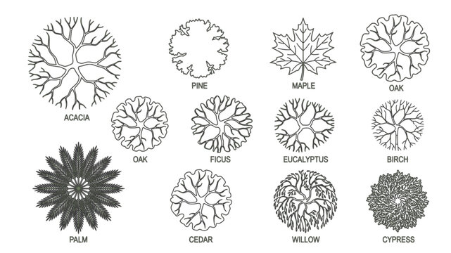 Vector set of tree canopy symbols in top-down plan view, varying species and sizes, for landscape architecture and site planting plans.