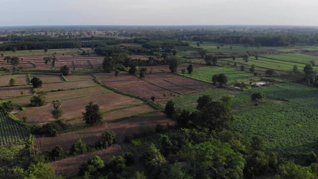 Drone view with the country farm as sugar cane, rubber tree and rice plantation the landscape. View of lush green paddy field and land for growing other plants during the  growing season in Thailand.