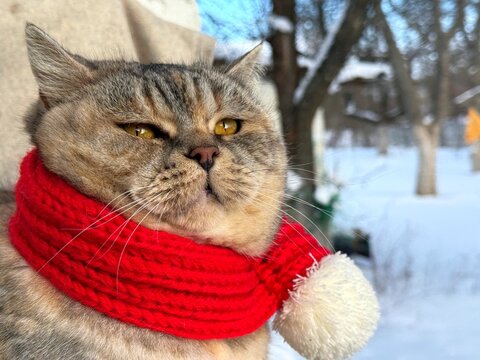 Adorable cat in a red winter scarf gazes at the snow