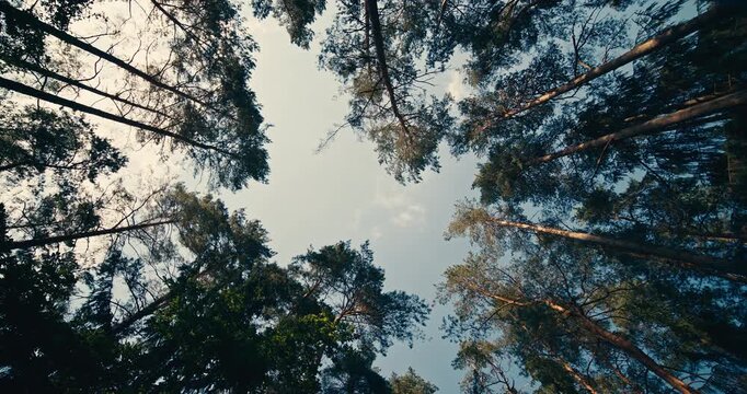 Upward view of tall pine trees gently swaying in a light breeze beneath a clear sky. Wide angle perspective captures the peaceful forest canopy and tranquil woodland atmosphere.