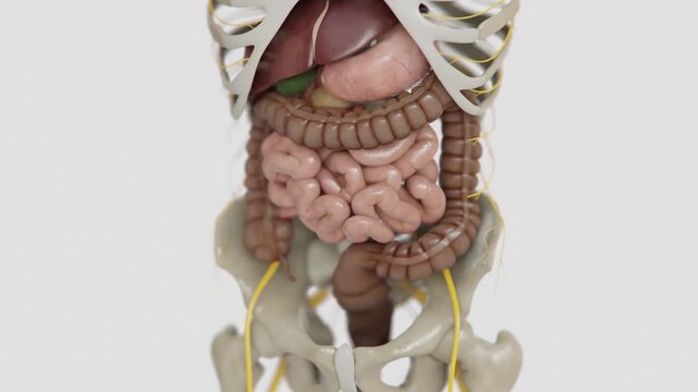 Irritable bowel syndrome in 4K | video of Human digestive system bad to good animations | Animated Large intestine in Vertical