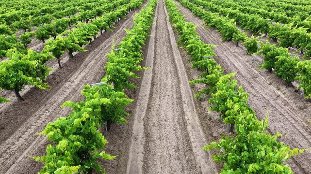 Young grapevines line sandy soil rows with metal trellis stakes, tractor tire tracks stretch through Fresno's vast vineyard beneath bright California summer sunlight. Aerial drone flyover shot