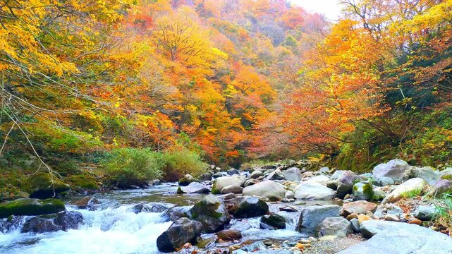 癒される自然の生音　日本の秋の紅葉に染まる山々を背景にした渓流のせせらぎ