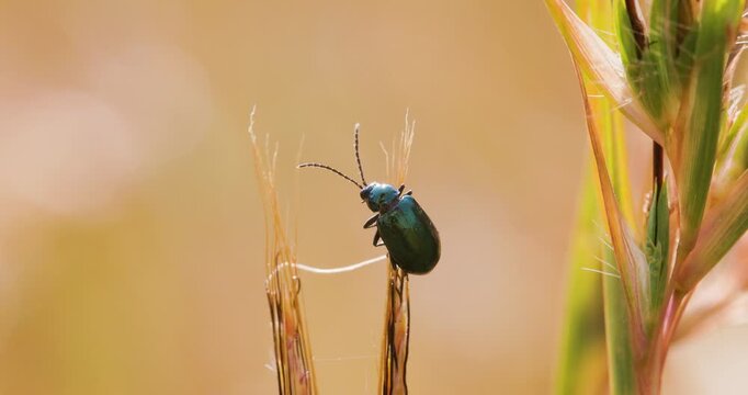 Metallic blue beetle on a dry grass tip; slow motion sunrise macro warming sequence