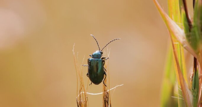Iridescent blue beetle clutching a parched blade; detailed macro of sunrise stasis against light