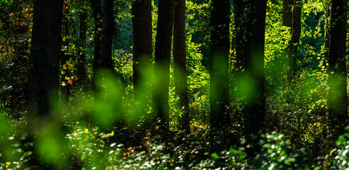 Fototapeta premium Green nature background. Forest and plant bokeh. Spring foliage in sunny park. Backdrop with blurred green trees. Natural green leaf pattern.