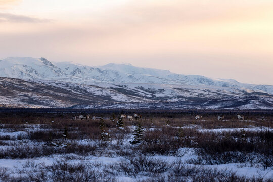 Caribou in a field in Alaska