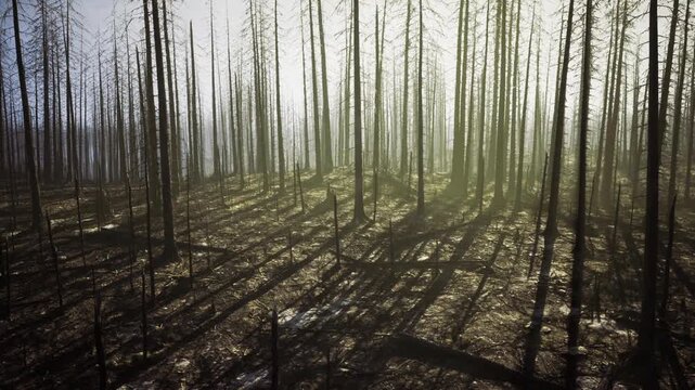 Foglaced pine silhouettes with soft green light, repetitive trunks emerging from mist, delicate shadow lattice across damp soil, scene evokes calm exploration
