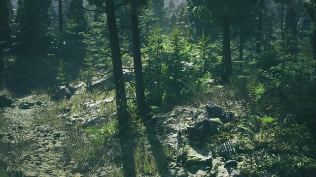 Delicate textures of greenery bathed in warm light shine. Vivid undergrowth featuring detailed leaves moss and earth illuminated by gentle sunlight