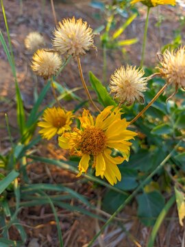  Verbesina encelioides, commonly known as cowpen daisy or golden crownbeard, displaying vibrant yellow, daisy-like flowers in full bloom under natural sunlight. 