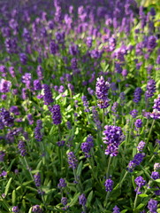Fototapeta premium Vibrant Lavender Field Pollinating Bee Detail