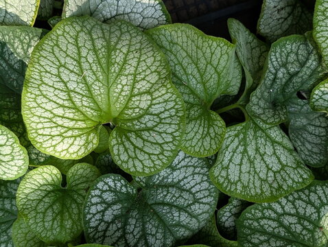 Variegated Brunnera Macrophylla Leaves Botanical Pattern